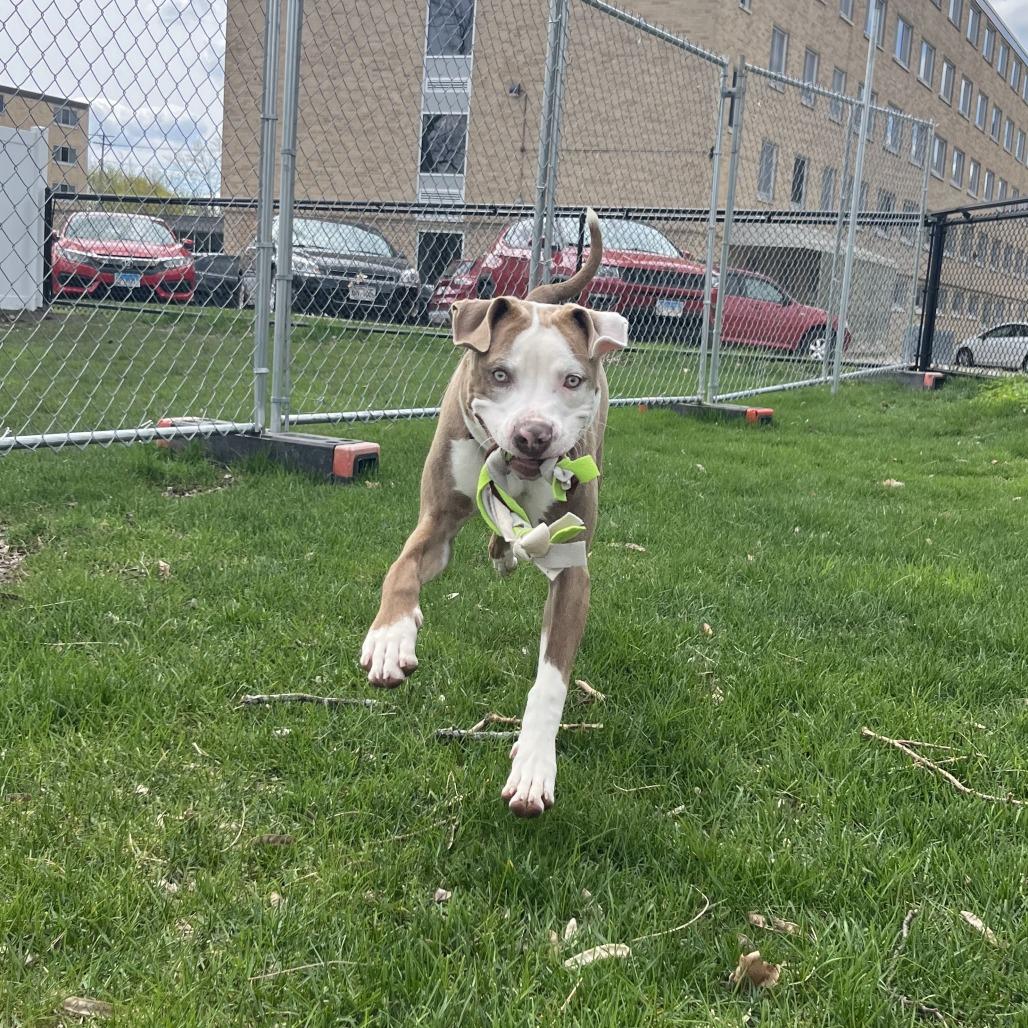 Enlarge Versace, a Adoptable Mixed Breed in Waukesha, WI image 4/6