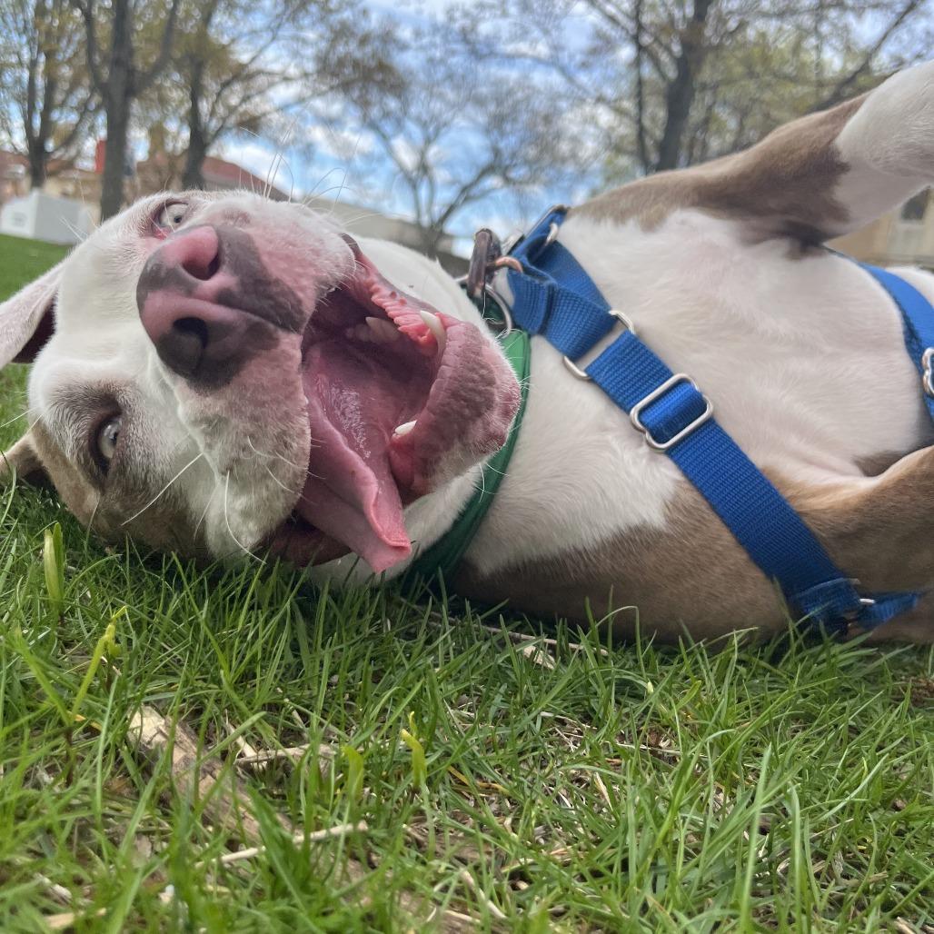 Enlarge Versace, a Adoptable Mixed Breed in Waukesha, WI image 5/6