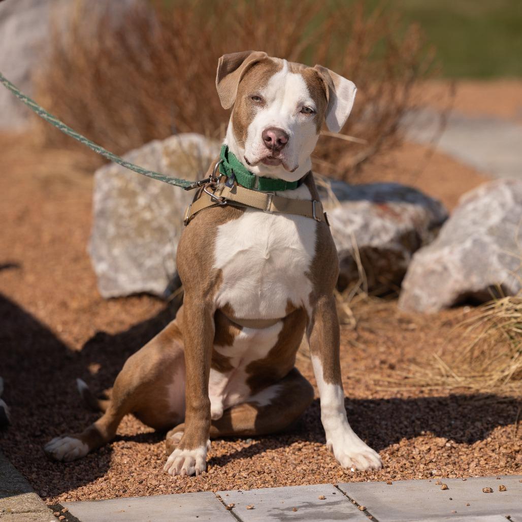 Enlarge Versace, a Adoptable Mixed Breed in Waukesha, WI image 6/6