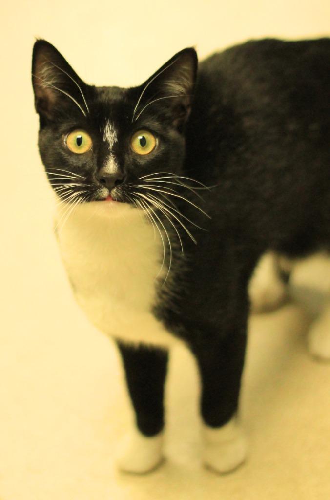 Enlarge Bruce Wayne, a Adopted mixed breed in Utica, MI image 1/3