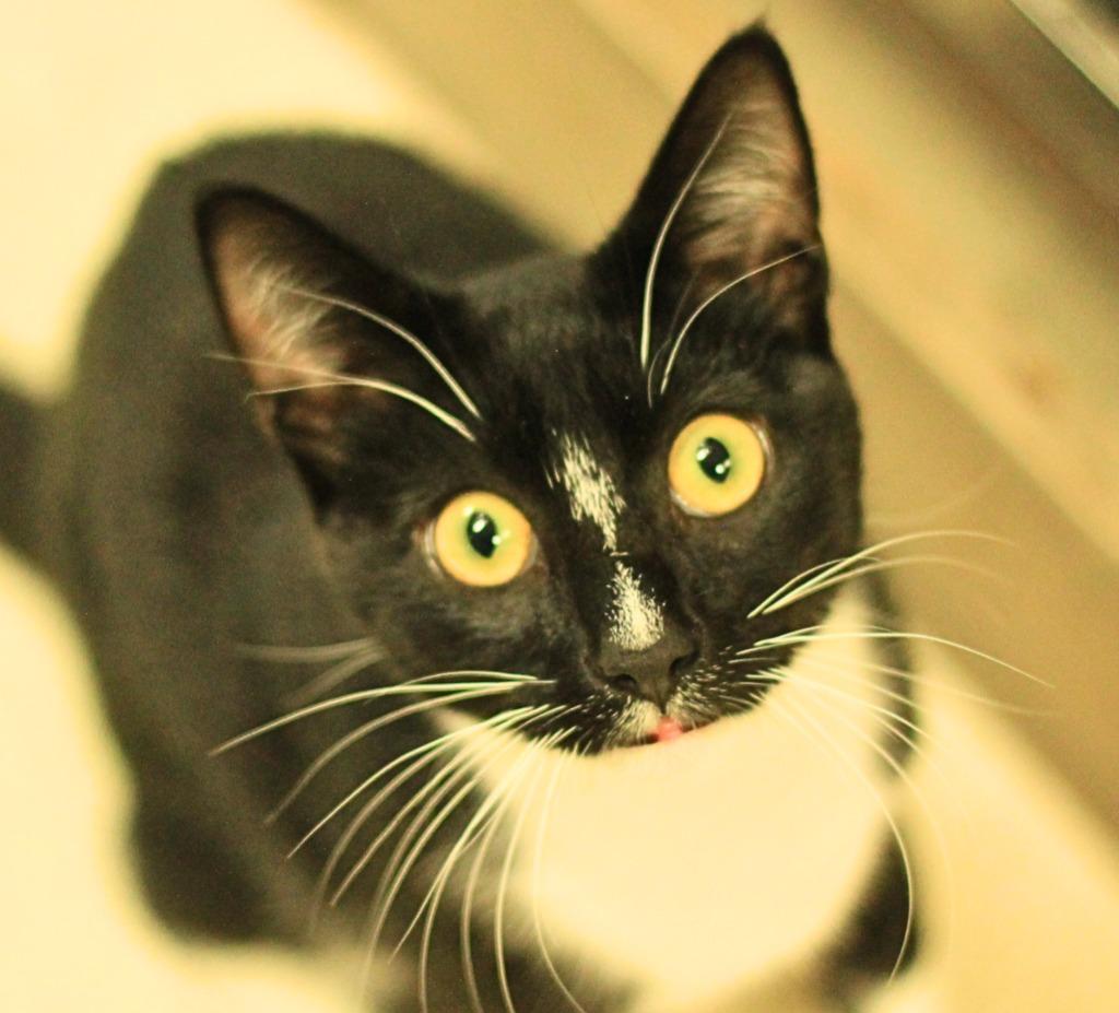 Enlarge Bruce Wayne, a Adopted mixed breed in Utica, MI image 2/3