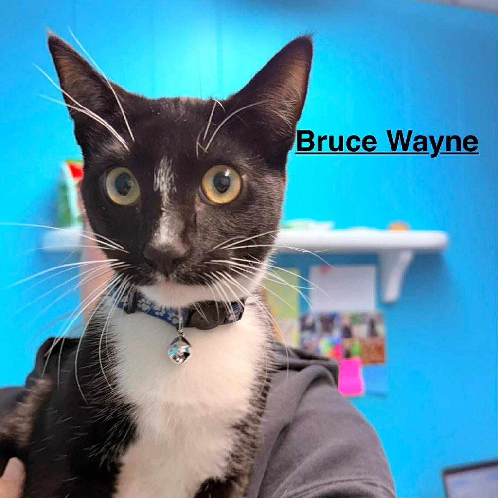 Enlarge Bruce Wayne, a Adopted mixed breed in Utica, MI image 3/3