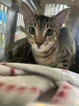 Tabasco (148063) (In a Foster Home) 3