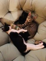 Tabasco (148063) (In a Foster Home) 4