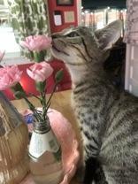 Tabasco (148063) (In a Foster Home) 2