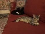 Tabasco (148063) (In a Foster Home) 5