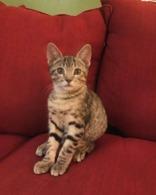 Tabasco (148063) (In a Foster Home)