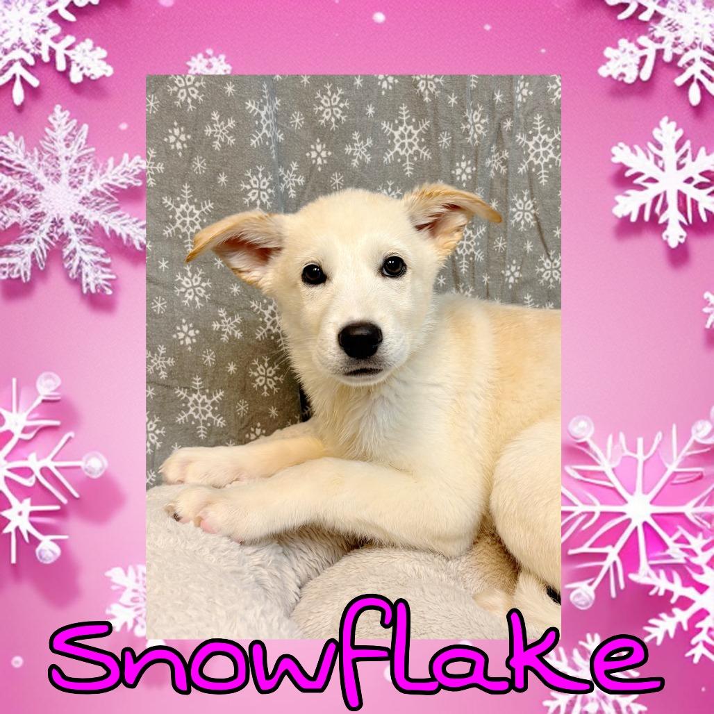 Snowflake, Adoptable, Puppy Female Great Pyrenees & Husky.