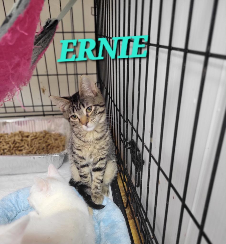 Enlarge Ernie, a Adoptable mixed breed in Rome, GA image 1/2