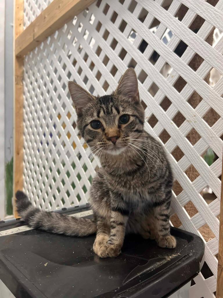 Enlarge Ernie, a Adoptable mixed breed in Rome, GA image 2/2