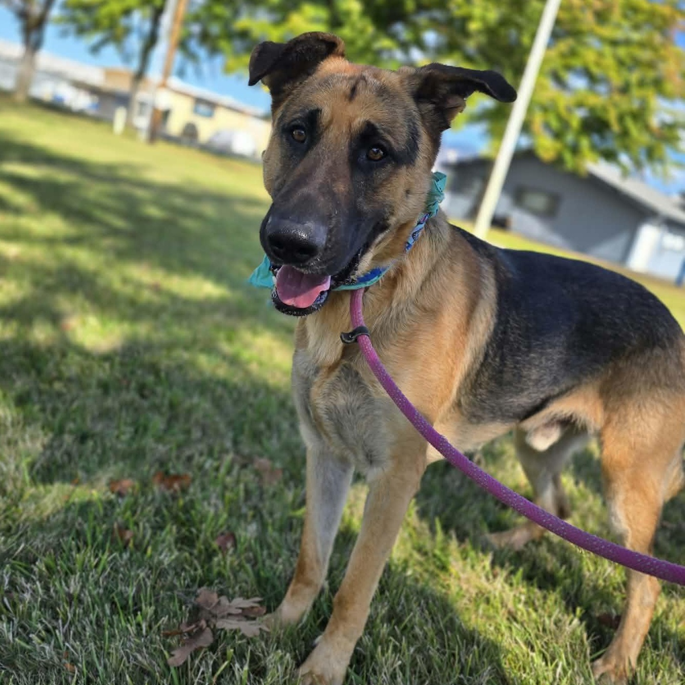 Enlarge Lil Falls, a Adoptable mixed breed in Grants Pass, OR image 3/5