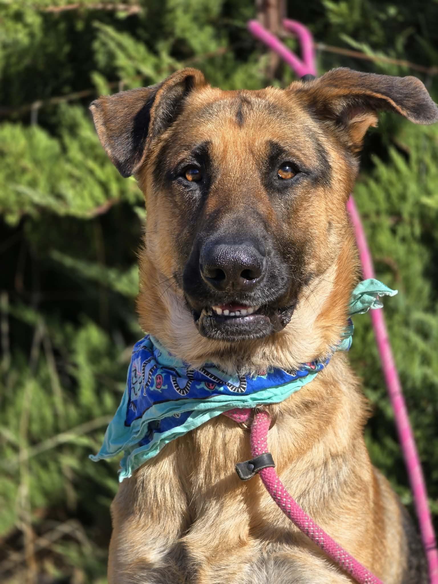 Enlarge Lil Falls, a Adoptable mixed breed in Grants Pass, OR image 1/5