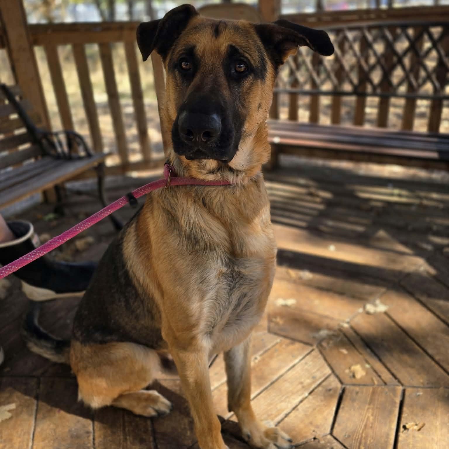 Enlarge Lil Falls, a Adoptable mixed breed in Grants Pass, OR image 5/5