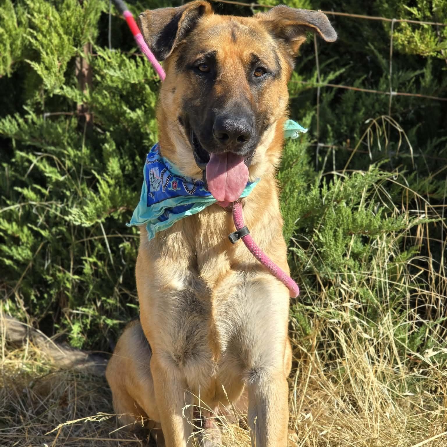 Enlarge Lil Falls, a Adoptable mixed breed in Grants Pass, OR image 2/5