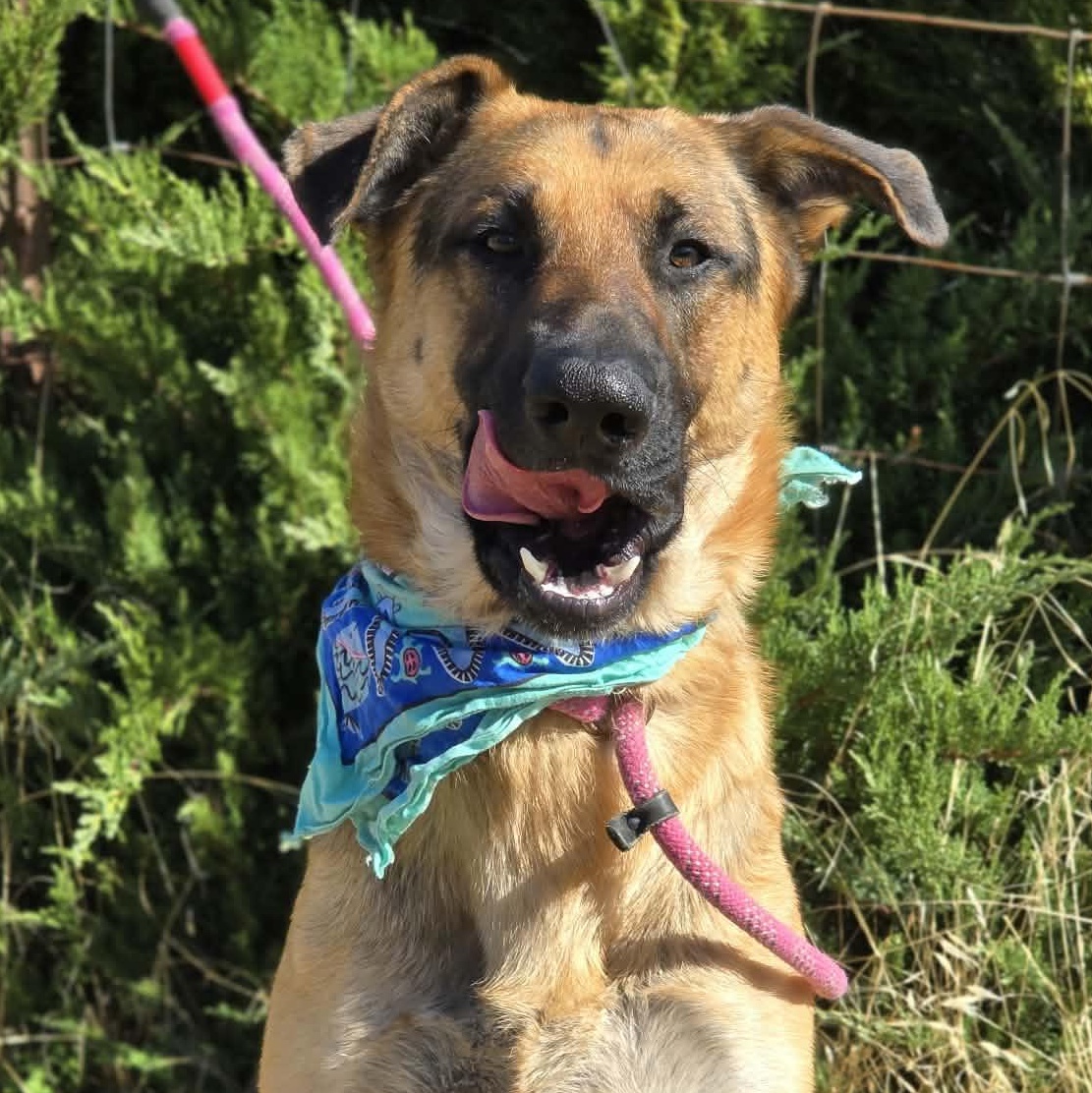Enlarge Lil Falls, a Adoptable mixed breed in Grants Pass, OR image 4/5
