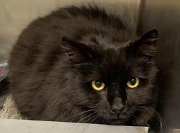 Kitty, Adoptable, Adult Female Domestic Long Hair & Domestic Short Hair.