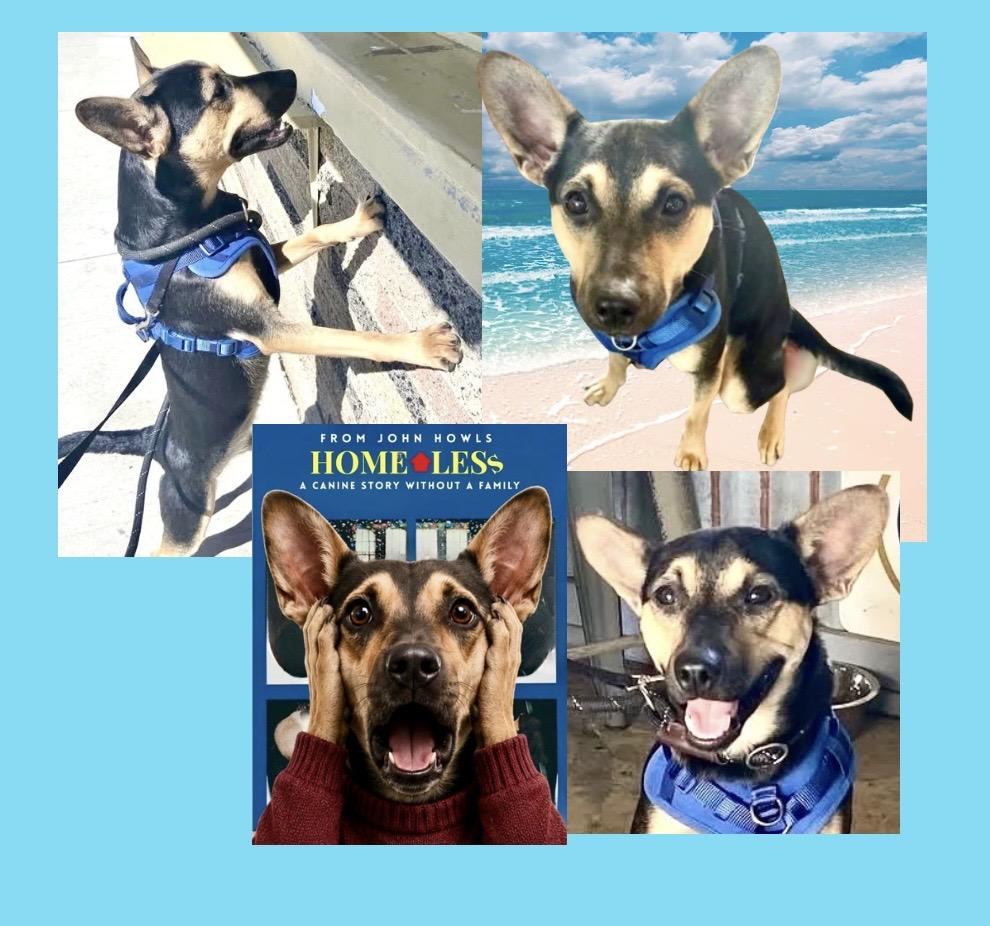 Kevin, ADOPTABLE, Young Male Mixed Breed.