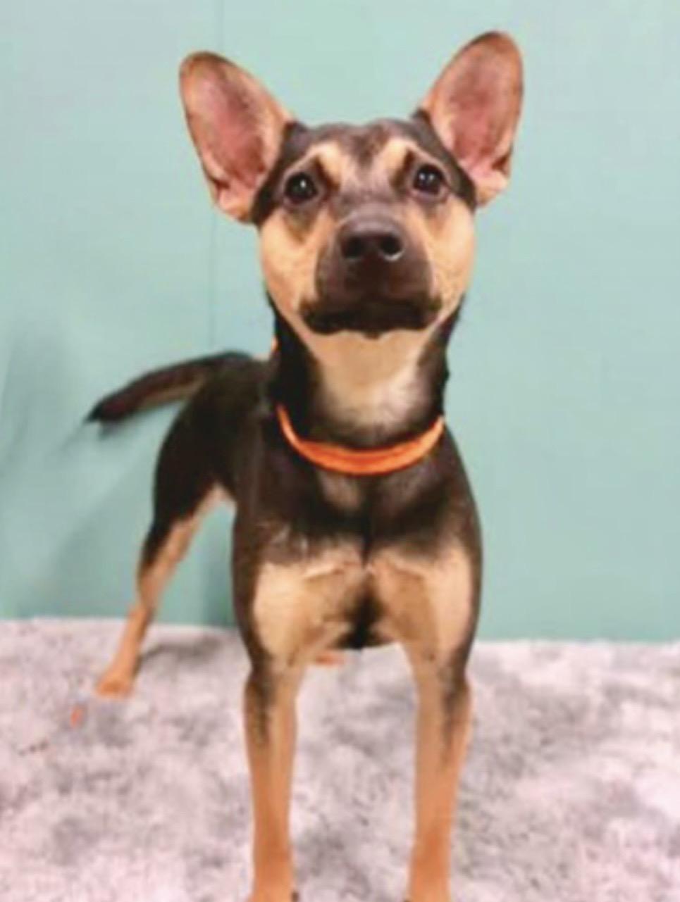 Enlarge Kevin, a ADOPTABLE Mixed Breed in Westfield, NY image 6/6