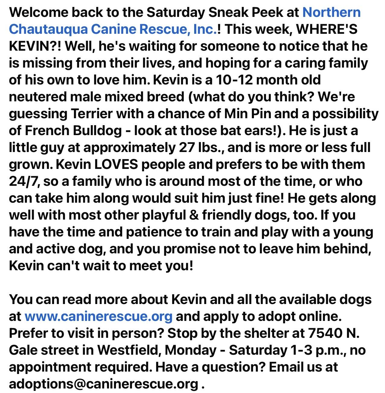 Enlarge Kevin, a ADOPTABLE Mixed Breed in Westfield, NY image 3/6
