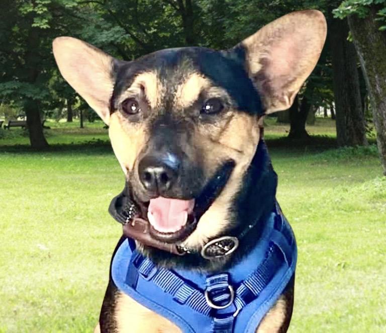 Enlarge Kevin, a ADOPTABLE Mixed Breed in Westfield, NY image 2/6