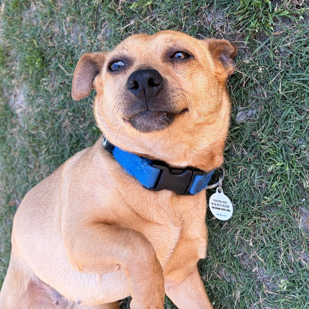 Enlarge Valentina, a Adoptable Mixed Breed in Raleigh, NC image 1/5