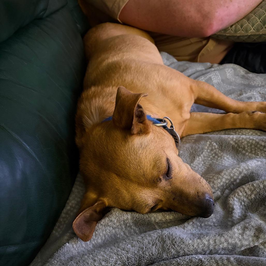 Enlarge Valentina, a Adoptable Mixed Breed in Raleigh, NC image 2/5