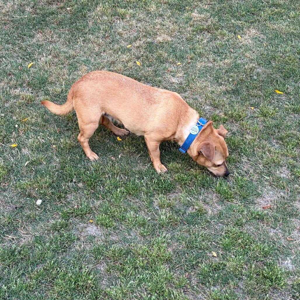 Enlarge Valentina, a Adoptable Mixed Breed in Raleigh, NC image 3/5