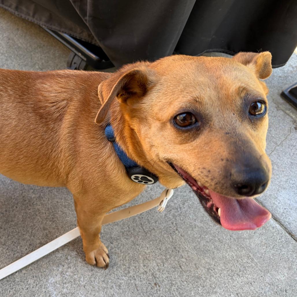 Enlarge Valentina, a Adoptable Mixed Breed in Raleigh, NC image 4/5