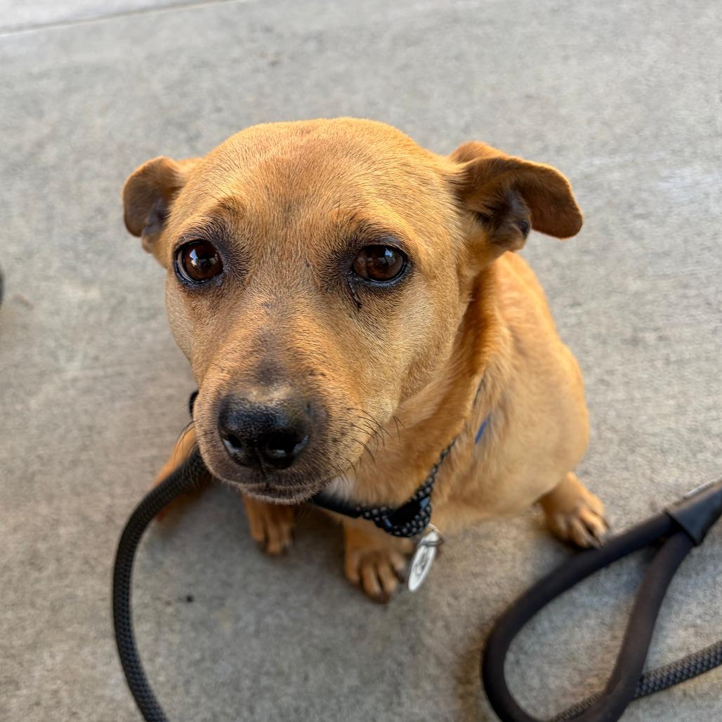 Enlarge Valentina, a Adoptable Mixed Breed in Raleigh, NC image 5/5