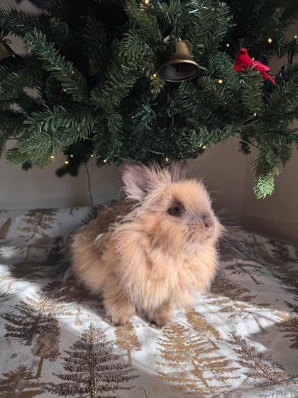 Baby, Adoptable, Young Male Bunny Rabbit & Bunny Rabbit.