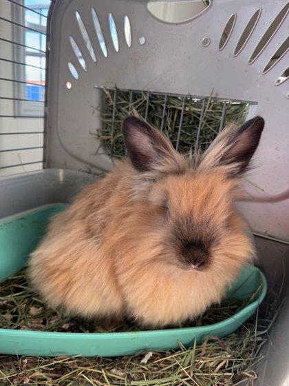 Enlarge Baby, a Adoptable mixed breed in Knoxville, TN image 2/3