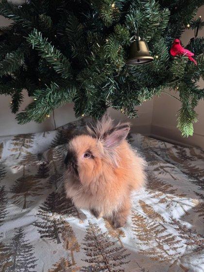 Enlarge Baby, a Adoptable mixed breed in Knoxville, TN image 3/3