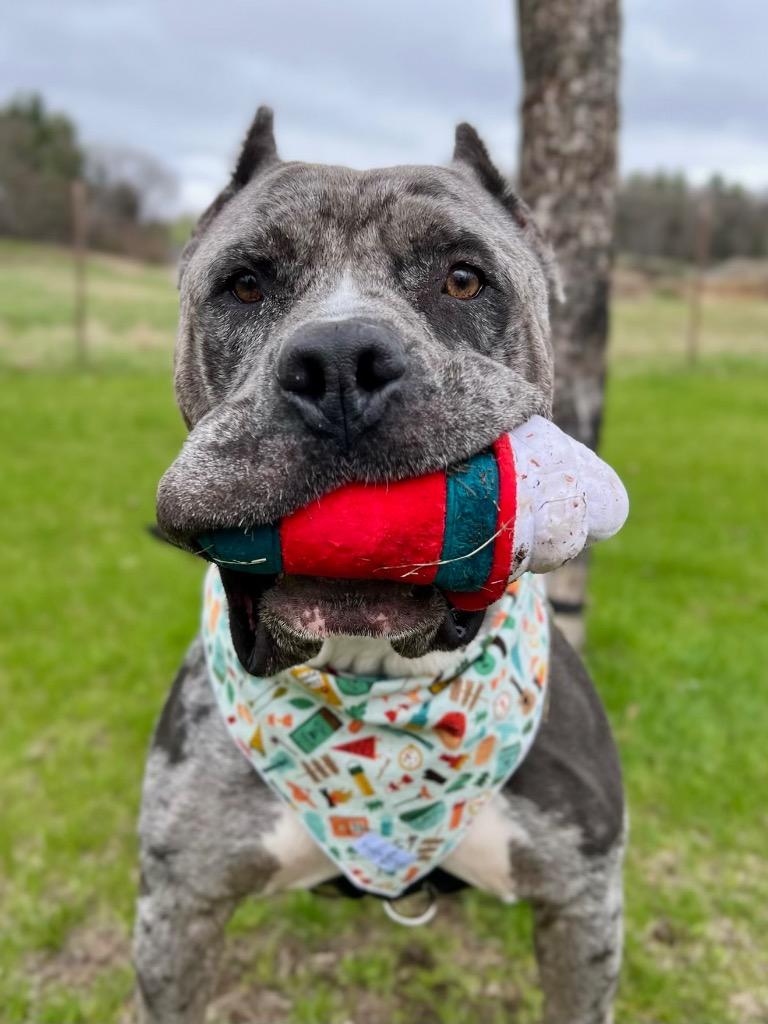 Theo, Adoptable, Adult Male Mixed Breed.