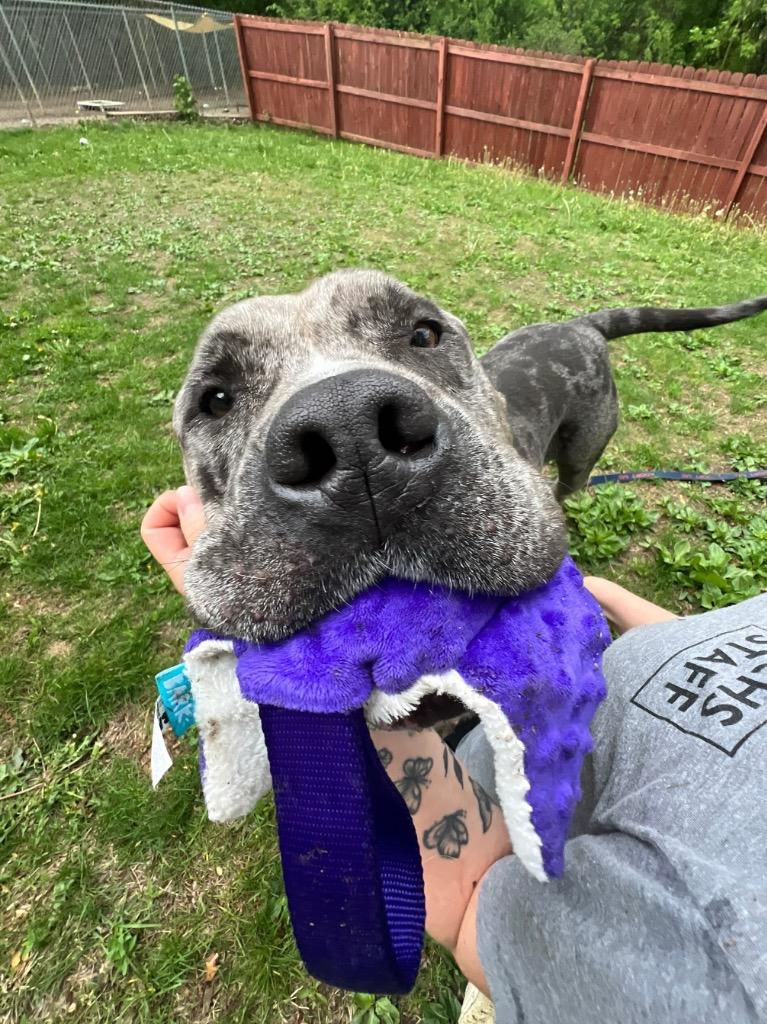 Theo, a Adoptable mixed breed in Menomonie, WI image 2/6