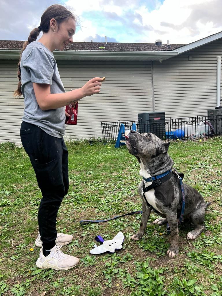 Theo, a Adoptable mixed breed in Menomonie, WI image 3/6