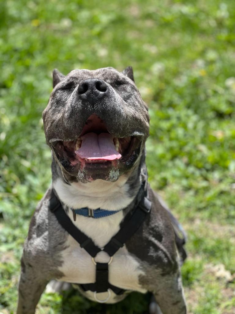 Theo, a Adoptable mixed breed in Menomonie, WI image 4/6