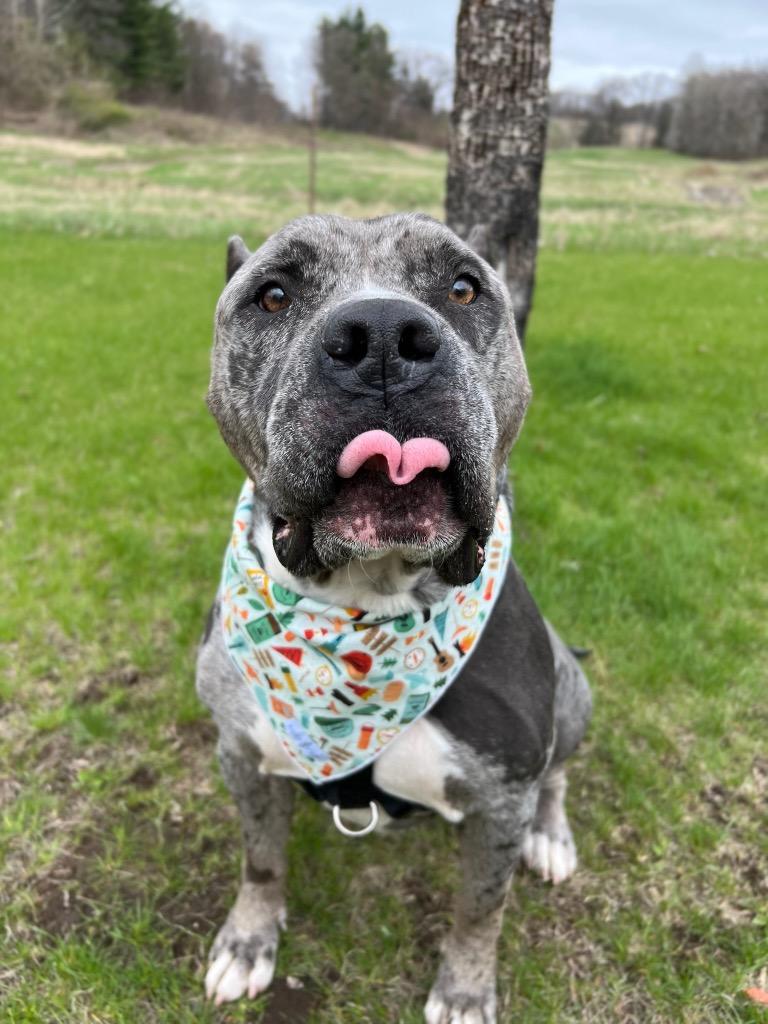 Theo, a Adoptable mixed breed in Menomonie, WI image 6/6