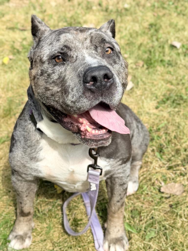 Enlarge Theo, a Adoptable mixed breed in Menomonie, WI image 6/6