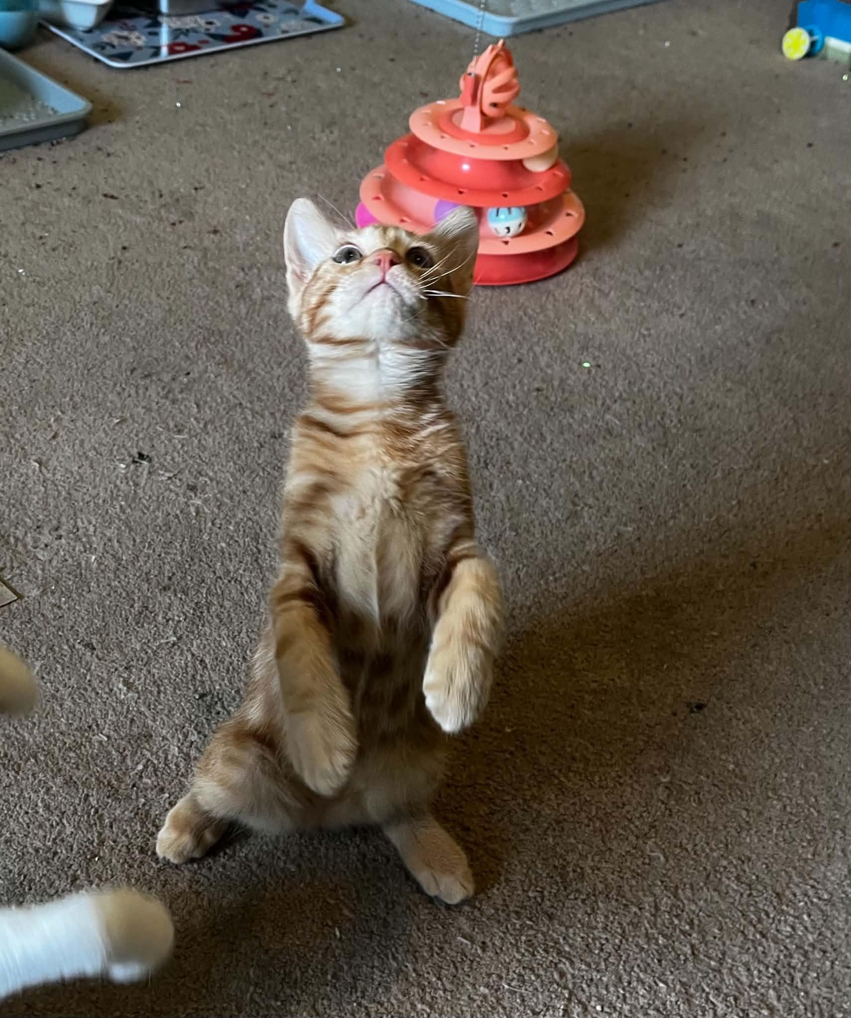 Pancake, an adopted Domestic Short Hair in Saint Charles, MO image 4/6