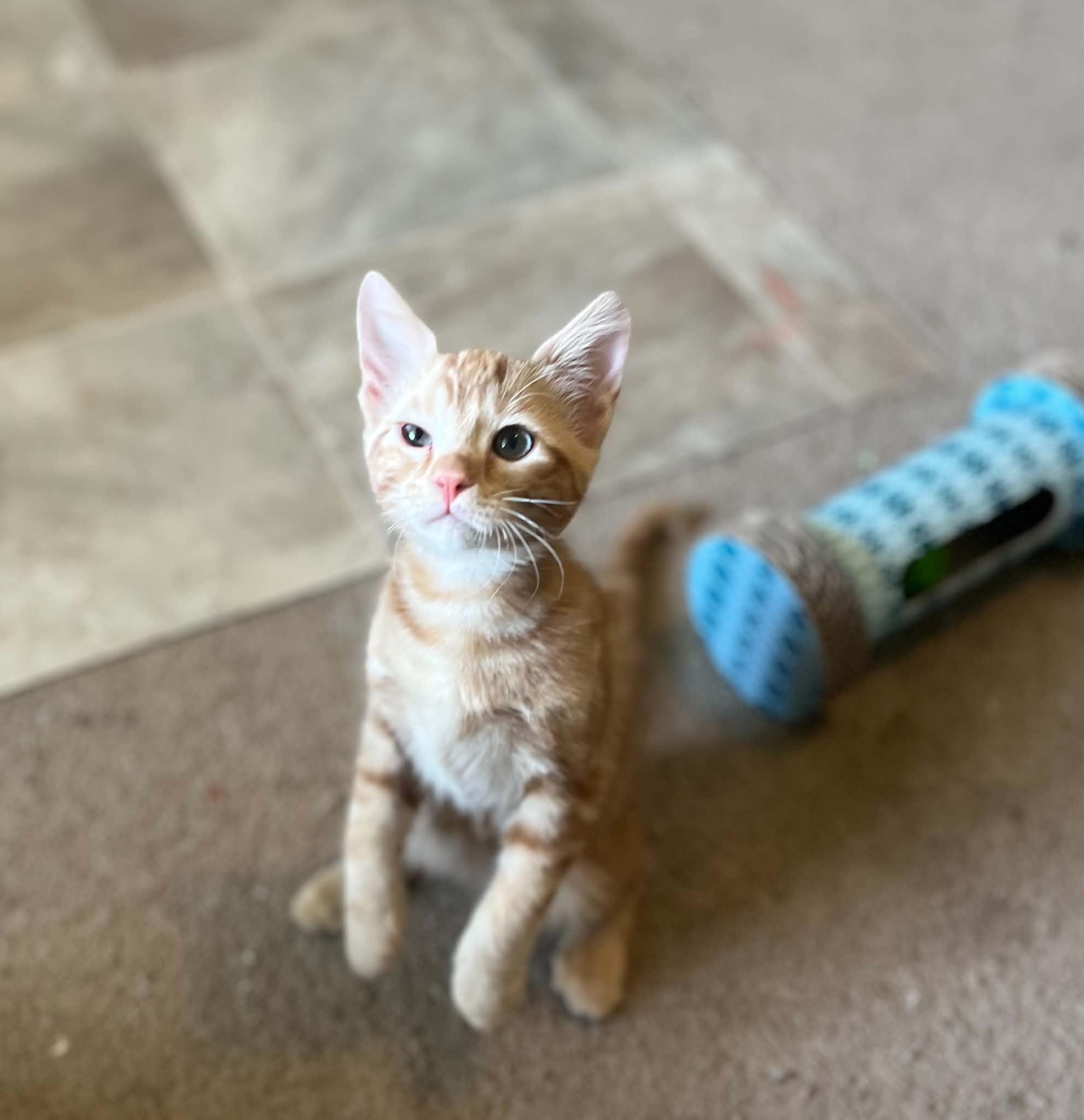 Pancake, an adopted Domestic Short Hair in Saint Charles, MO image 6/6