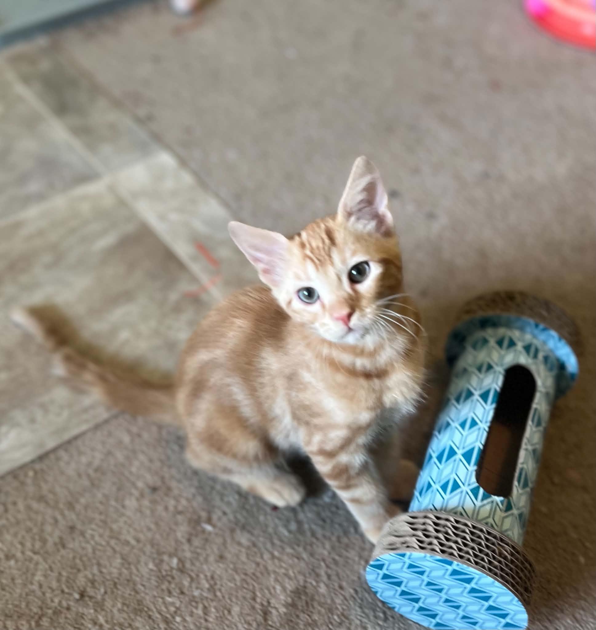 Pancake, an adopted Domestic Short Hair in Saint Charles, MO image 2/6
