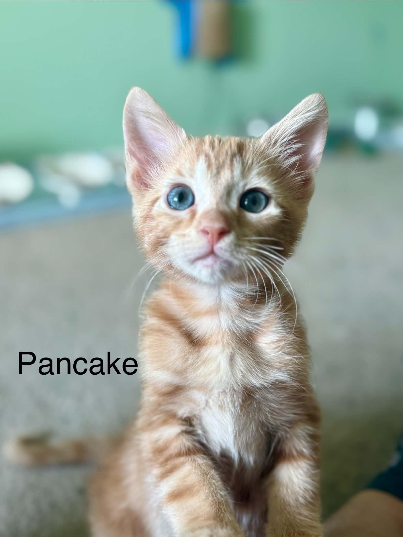 Pancake, an adopted Domestic Short Hair in Saint Charles, MO image 1/6