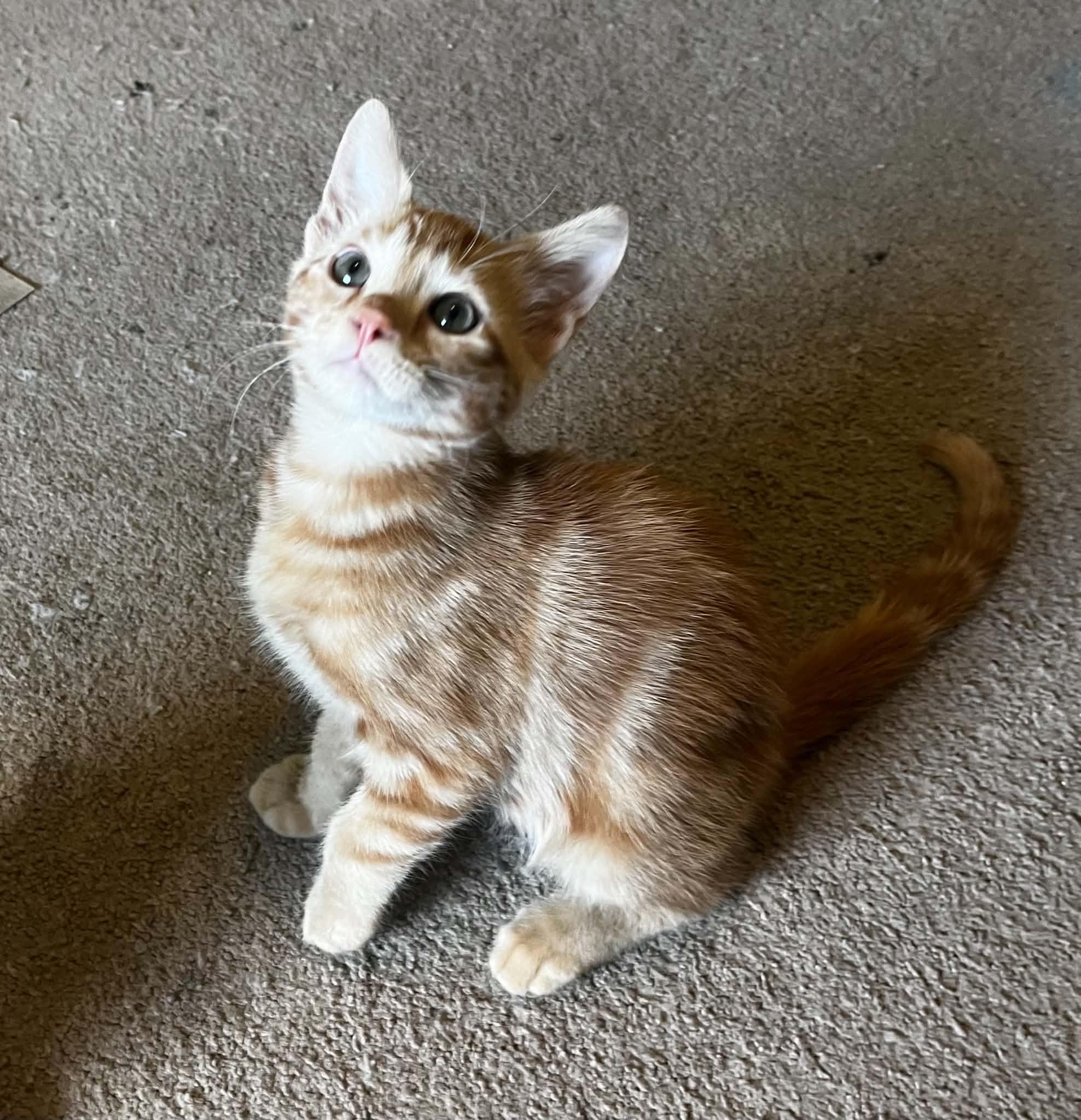 Pancake, an adopted Domestic Short Hair in Saint Charles, MO image 5/6