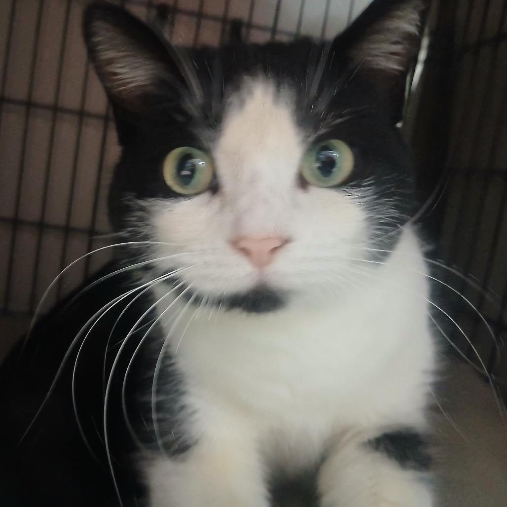 Enlarge Baritone, a Adoptable Domestic Short Hair in Detroit Lakes, MN image 1/5