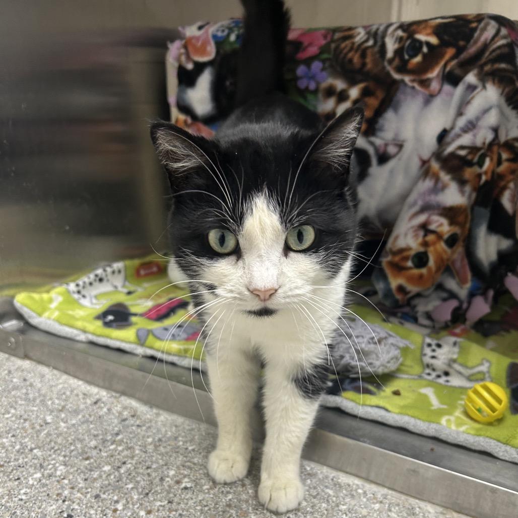 Baritone, Adoptable, Adult Female Domestic Short Hair.