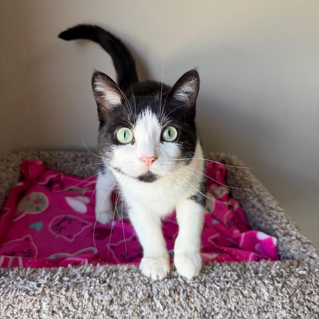Enlarge Baritone, a Adoptable Domestic Short Hair in Detroit Lakes, MN image 2/5