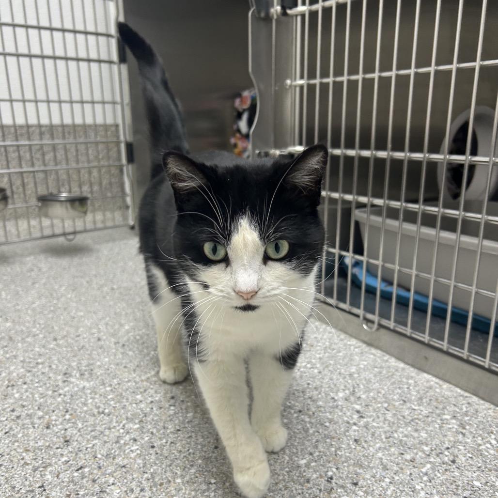 Enlarge Baritone, a Adoptable Domestic Short Hair in Detroit Lakes, MN image 3/5