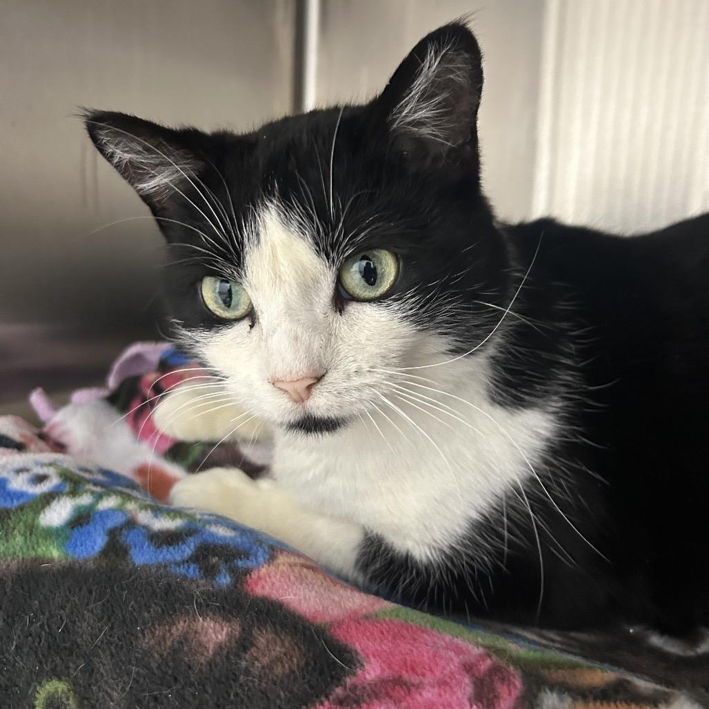 Enlarge Baritone, a Adoptable Domestic Short Hair in Detroit Lakes, MN image 4/5