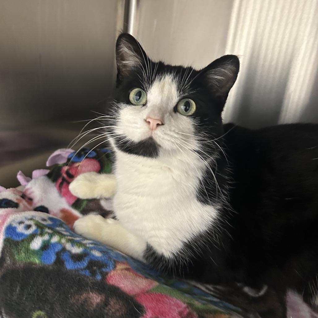 Enlarge Baritone, a Adoptable Domestic Short Hair in Detroit Lakes, MN image 5/5