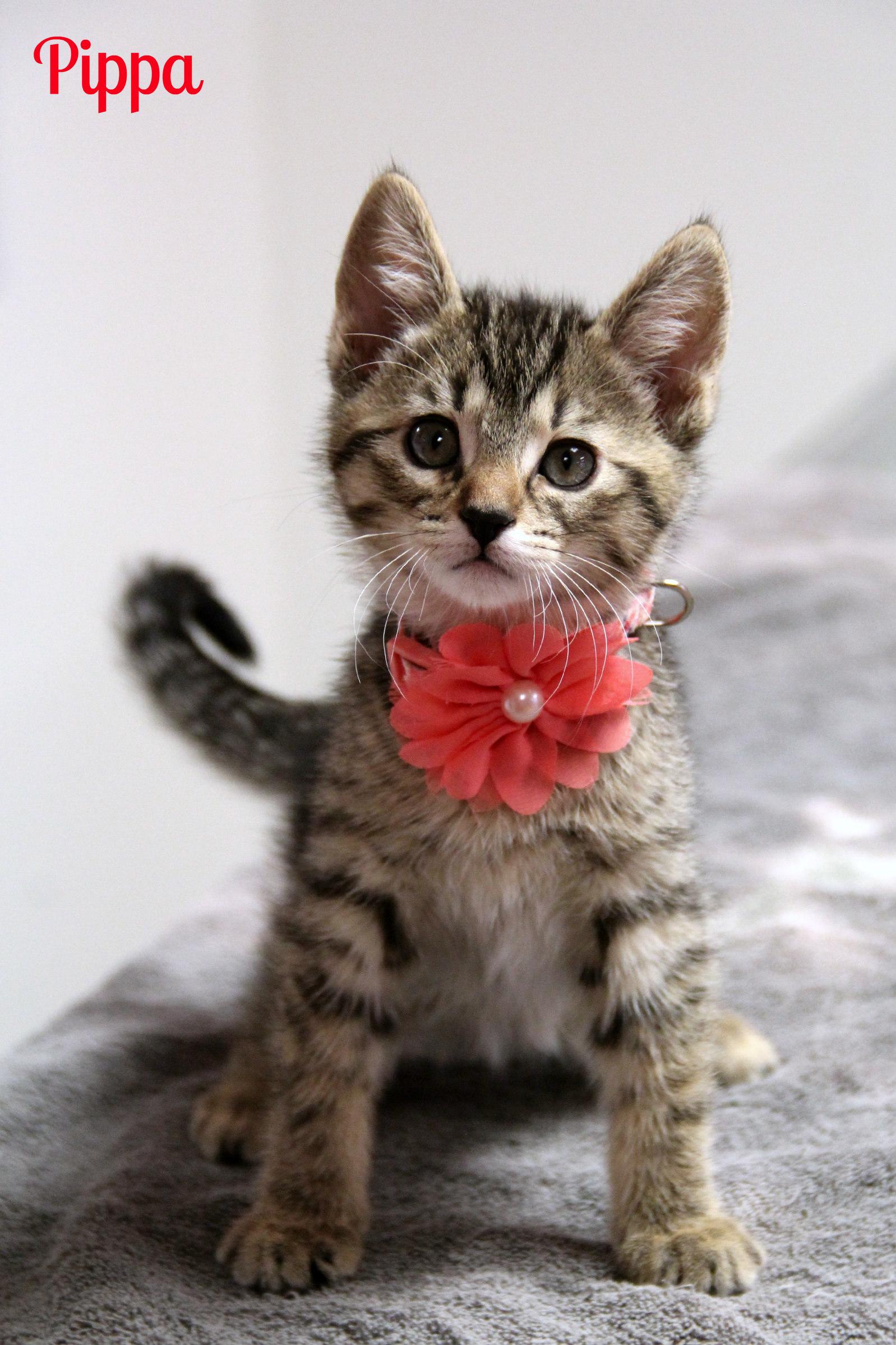 Enlarge Pippa, a ADOPTABLE Domestic Short Hair in Vinton, IA image 1/1